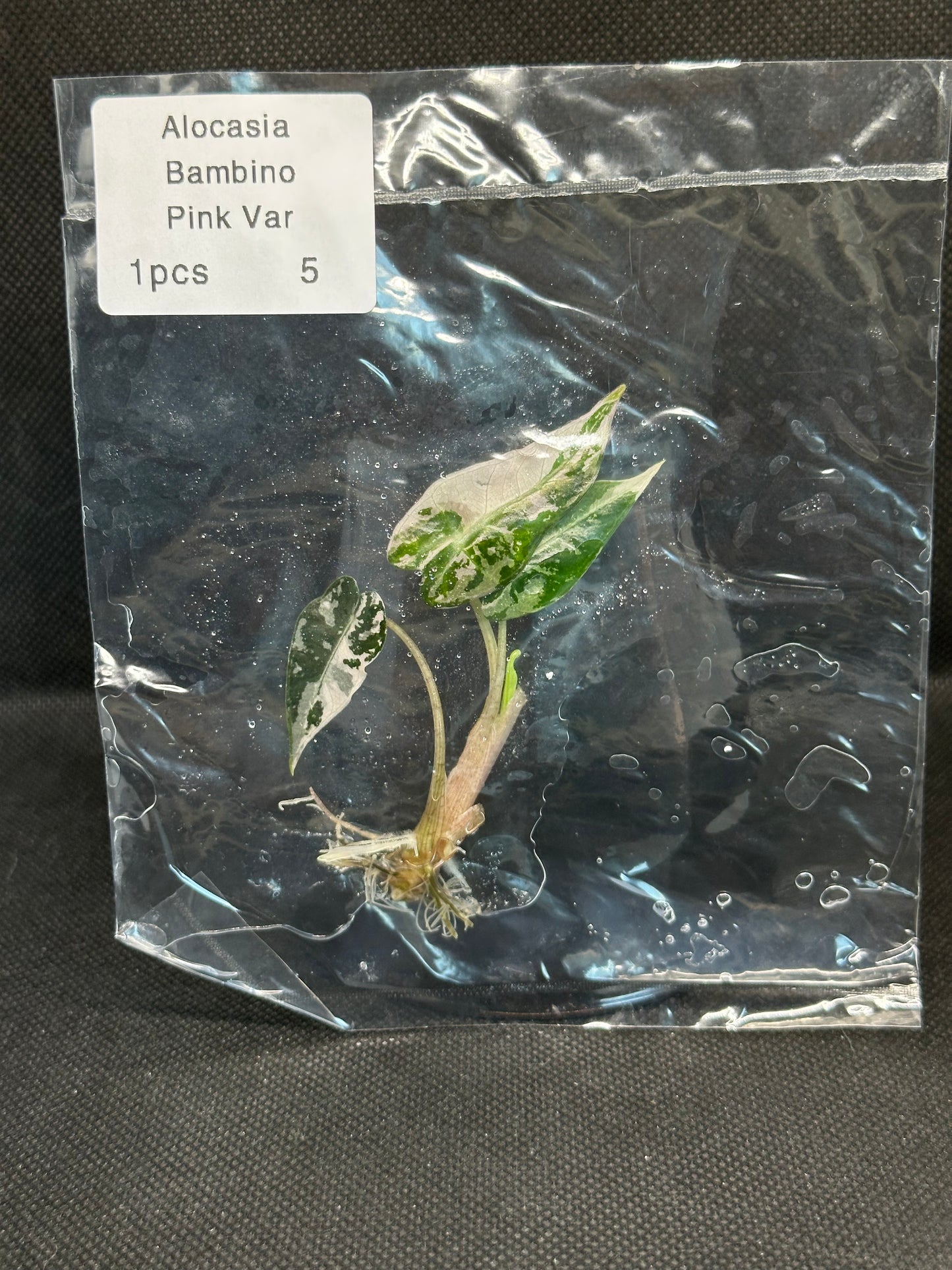 Alocasia Bambino Pink Variegata TC