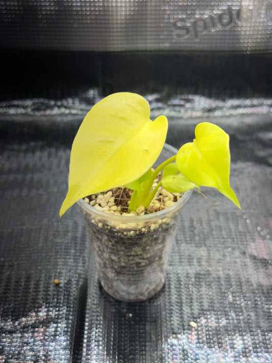 Monstera Néon Lemon Lime