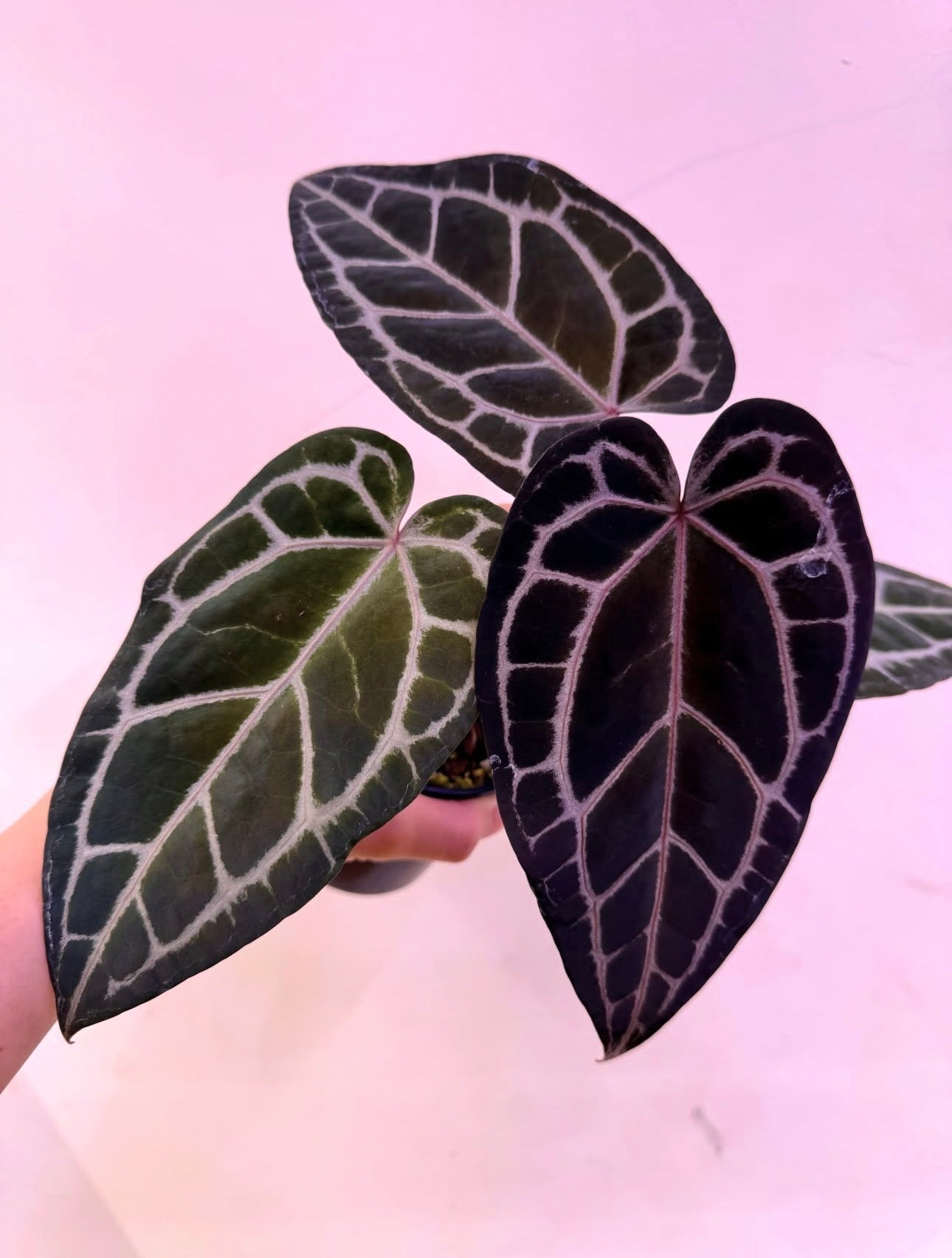 Anthurium Red Velvet Cake.Zara × Blood King