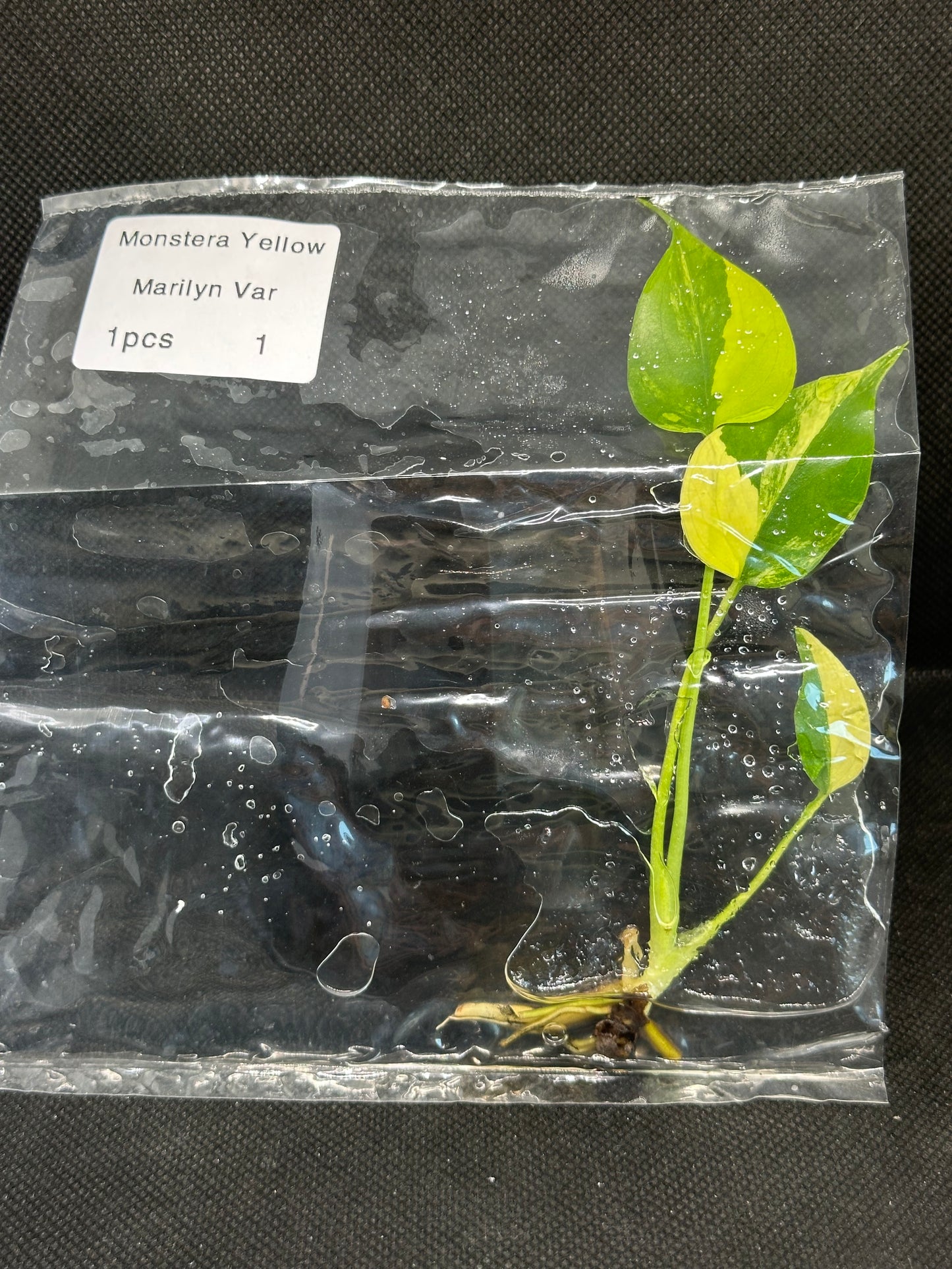 Monstera Yellow Marylin TC