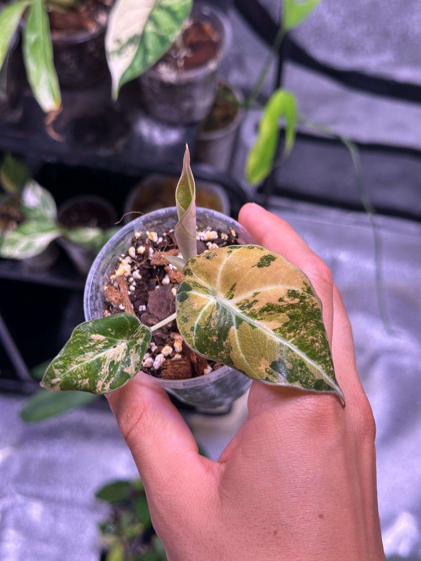 Alocasia Black Velvet Gold Var TC Précommande