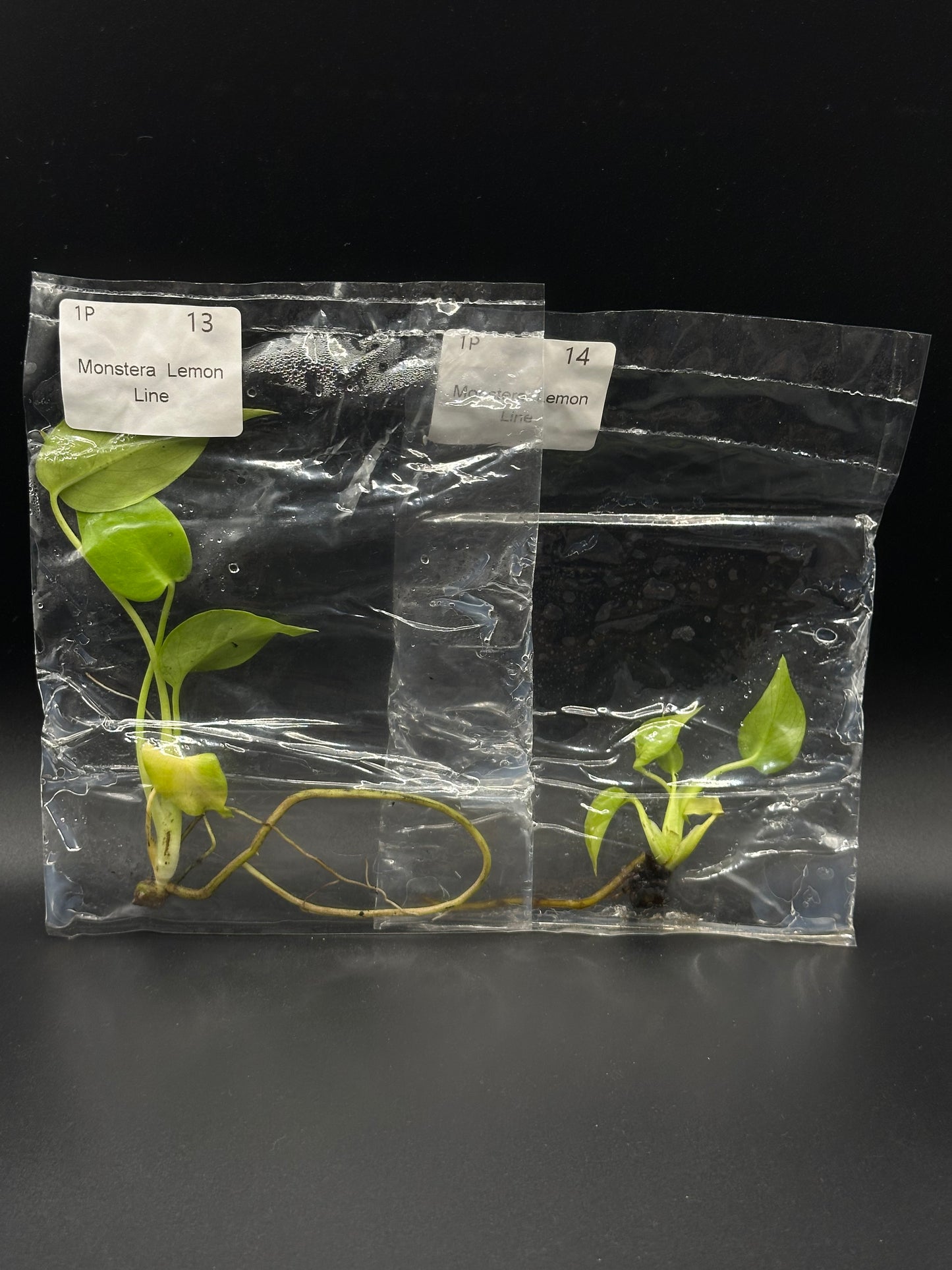 Monstera Néon Lemon Lime TC