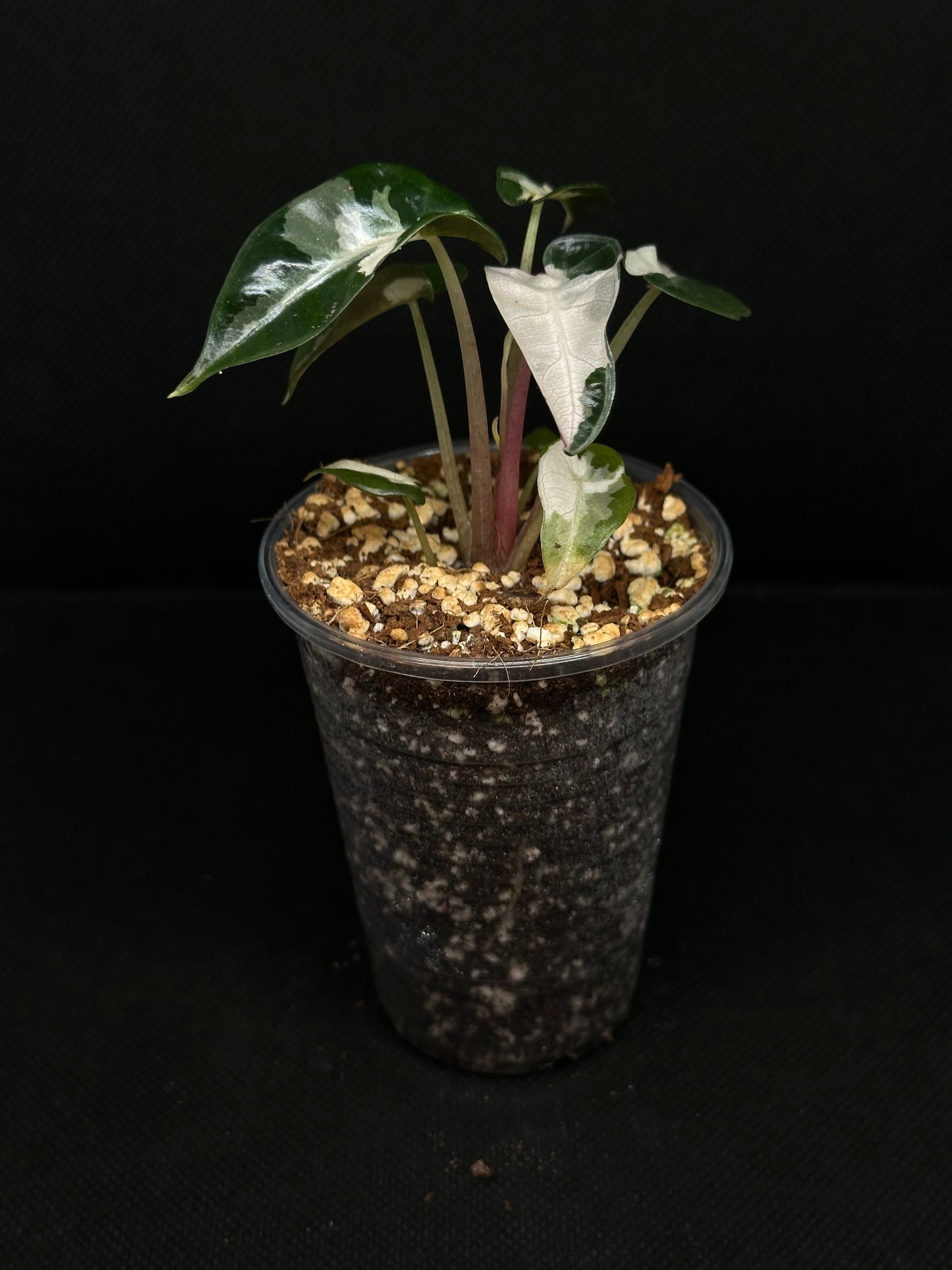 Alocasia Bambino Lava Pink