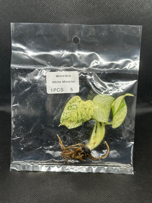 Monstera White Monster TC Précommande