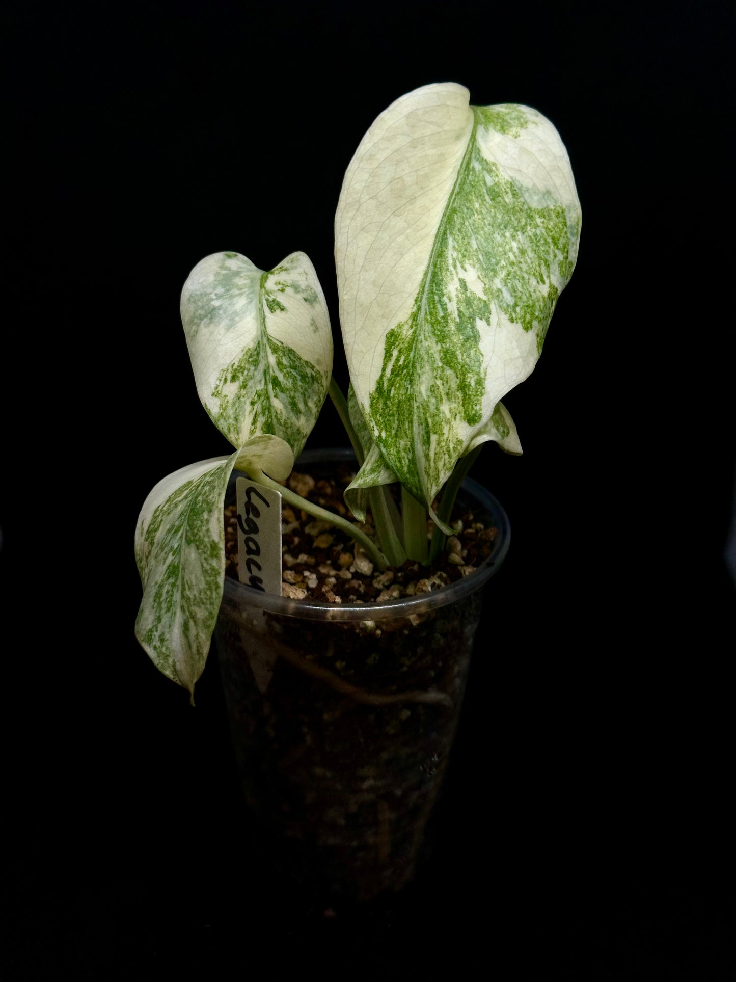 Monstera Legacy