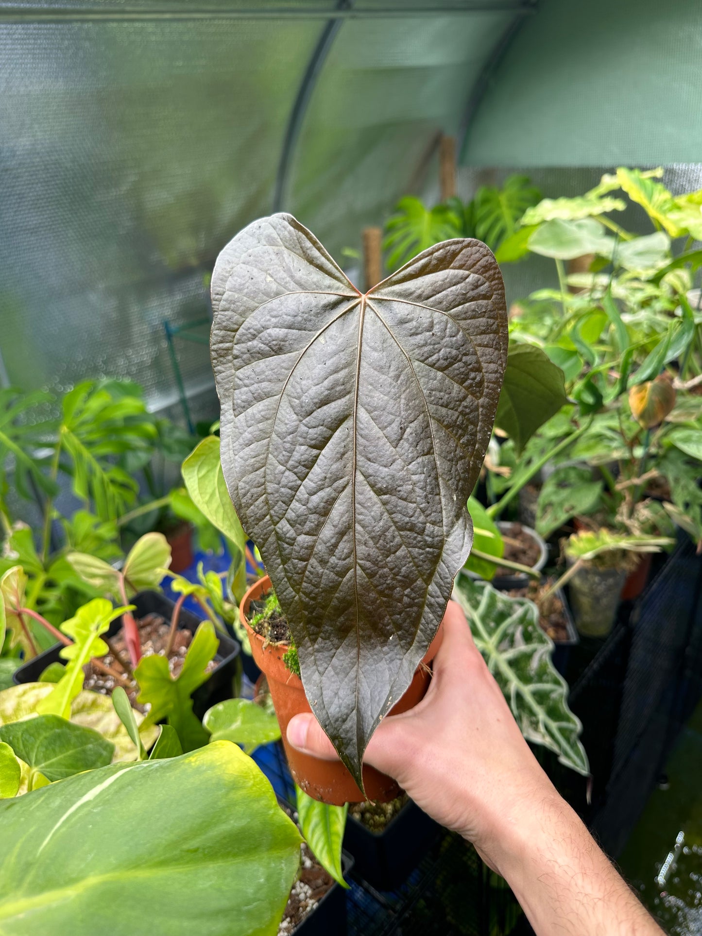 Anthurium Queen of Hearts