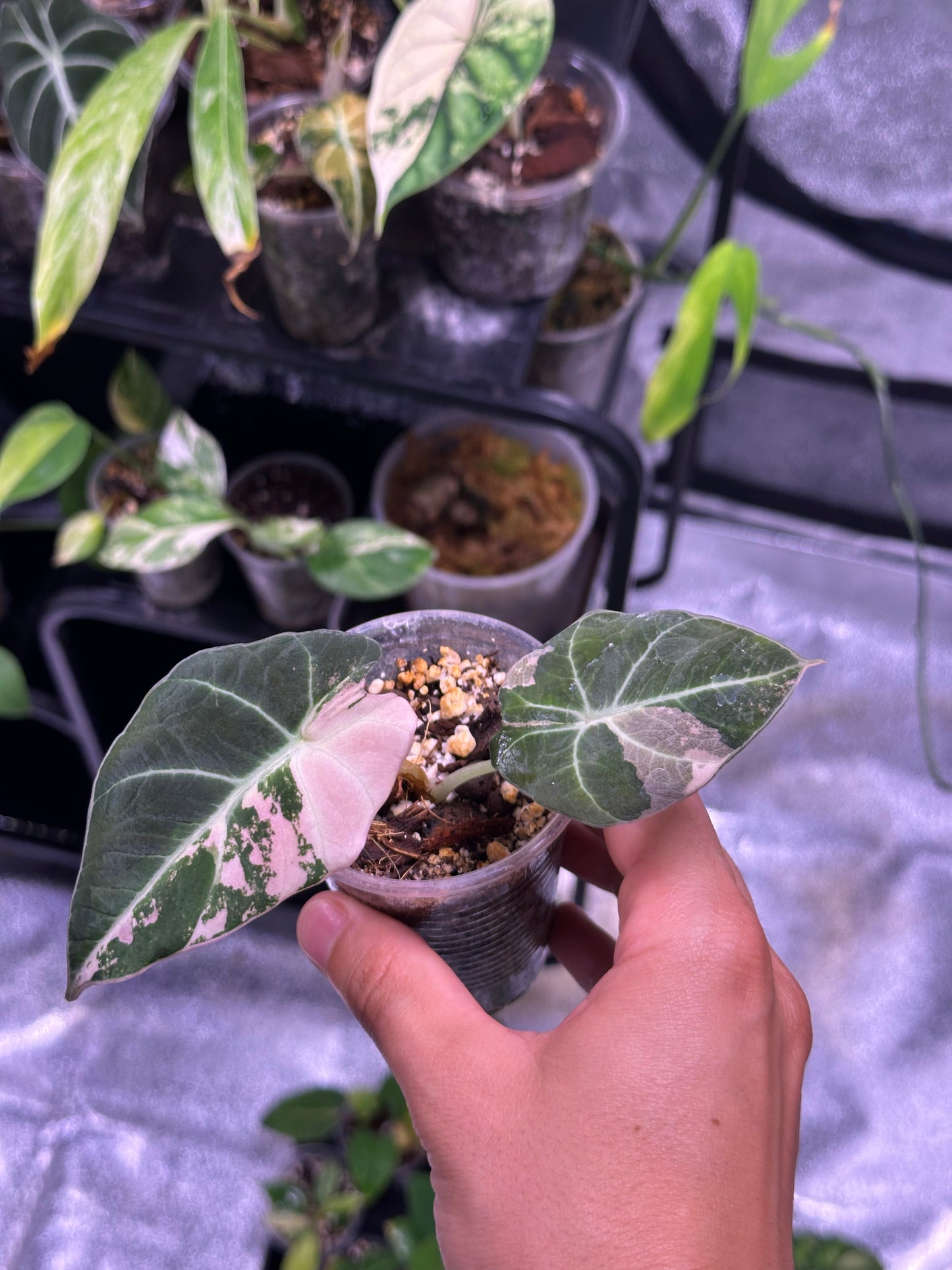 Alocasia Black Velvet Pink Var