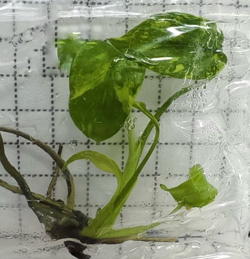 Monstera King Electrolight TC Précommande