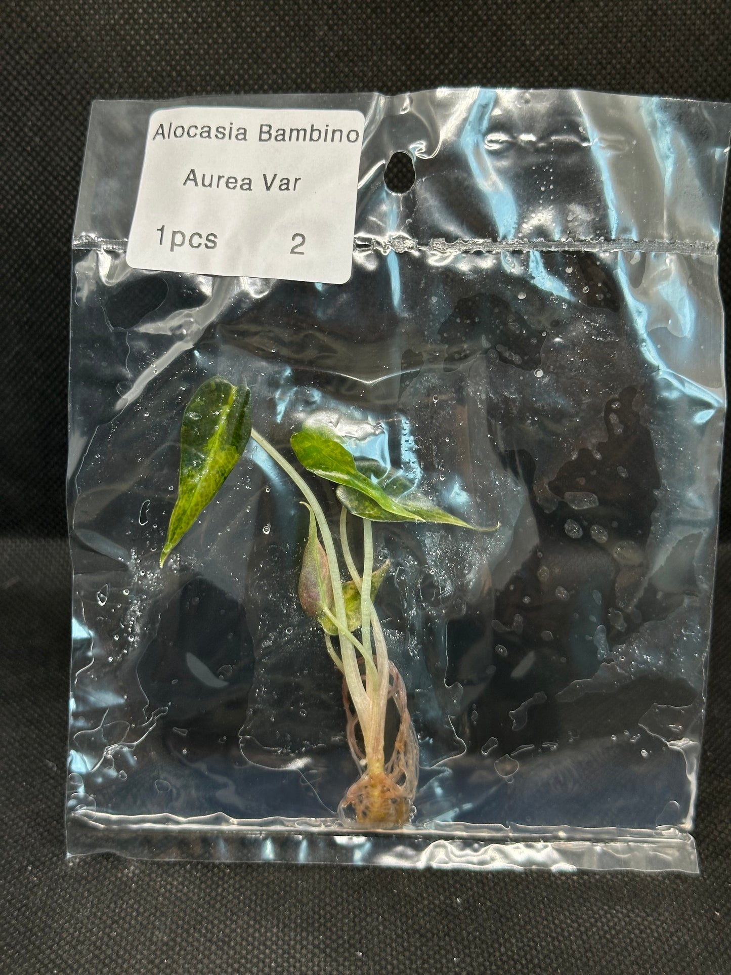 Alocasia Bambino Aurea Variegata TC