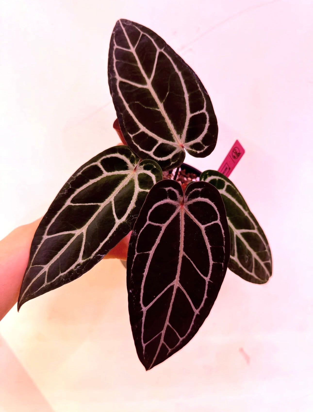 Anthurium Red Velvet Cake.Zara x Blood King