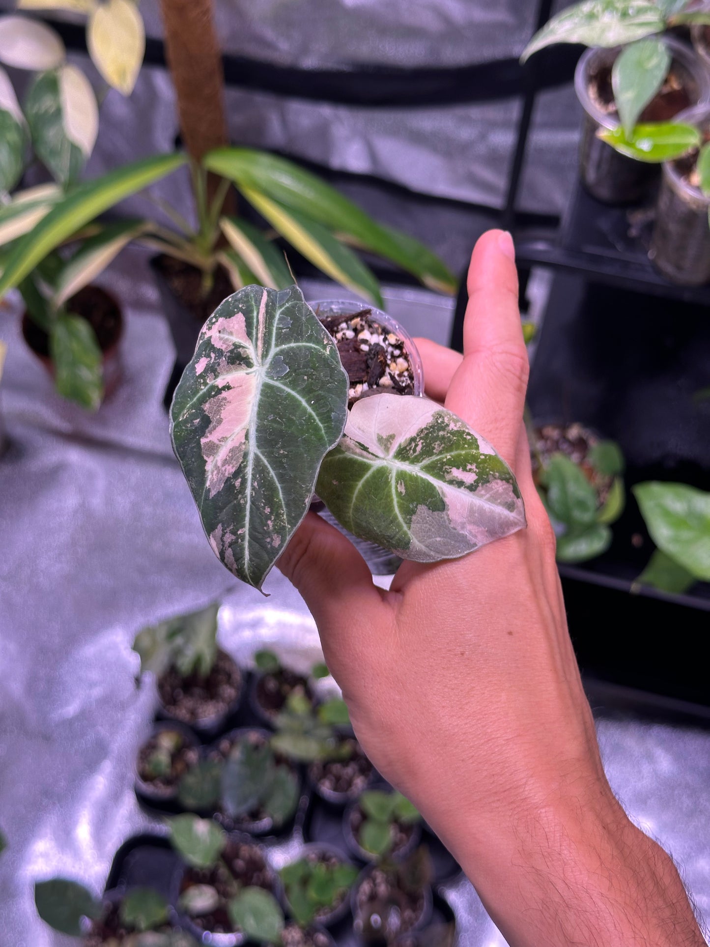 Alocasia Black Velvet Pink Var