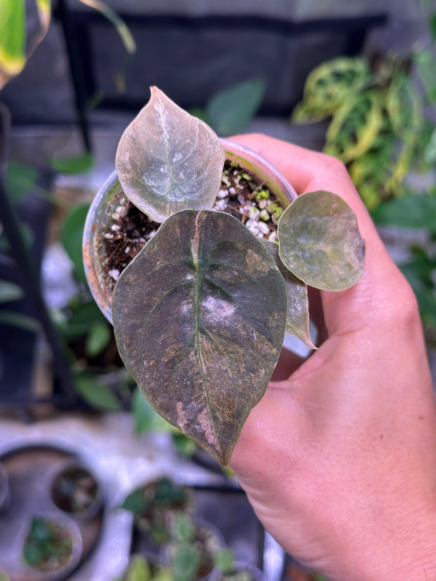 Alocasia cuprea pink variegata