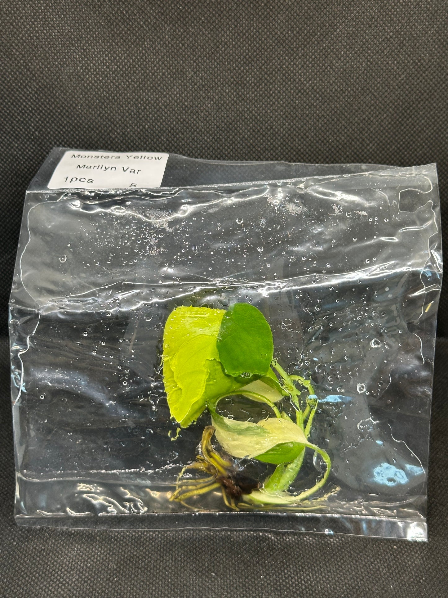 Monstera Yellow Marylin TC