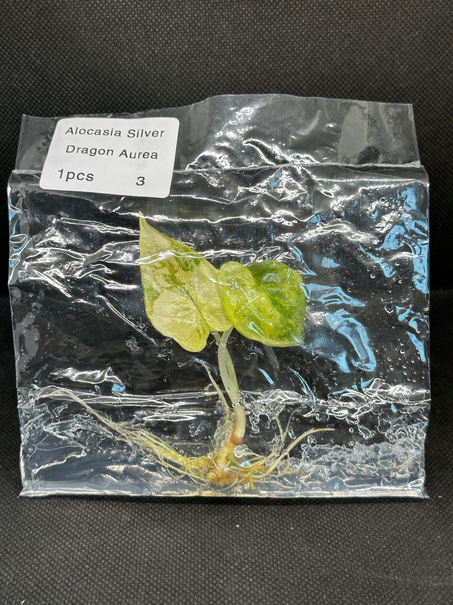 Alocasia silver dragon aurea variegata TC