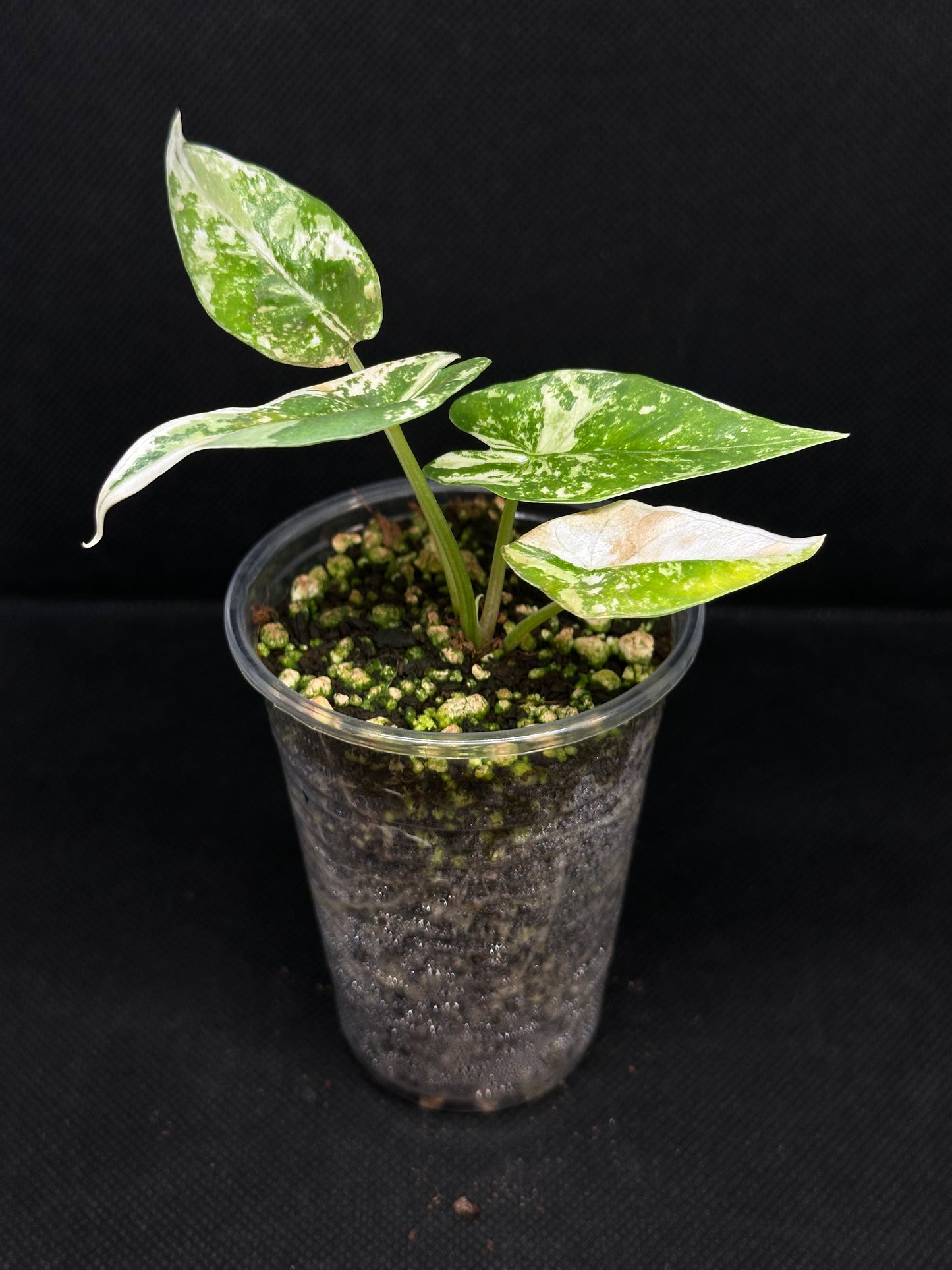 Alocasia Simpo Albo Variegata