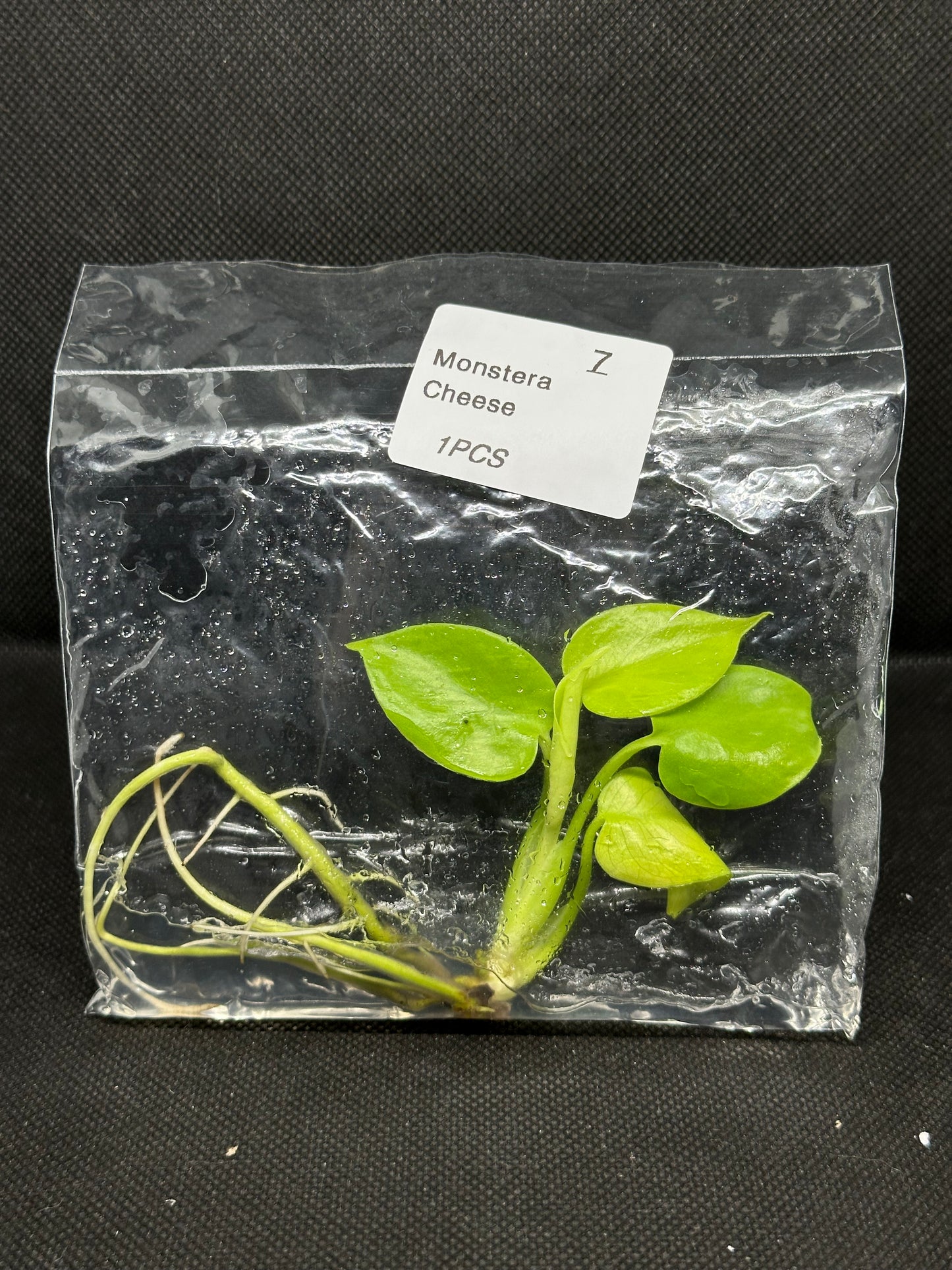 Monstera Lemon Néon Lime (Cheese) TC Précommande