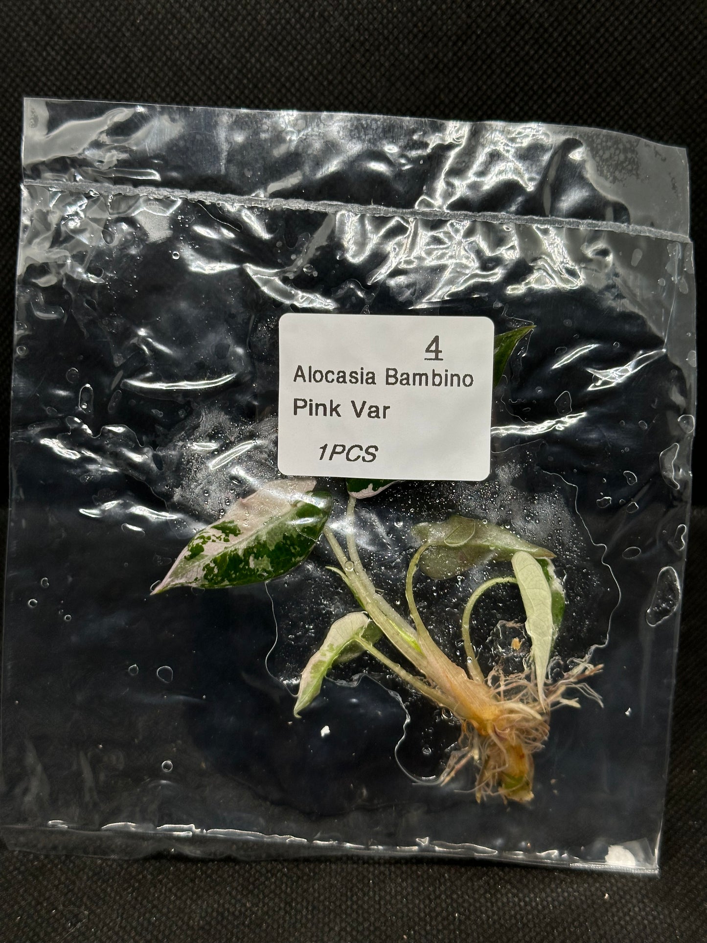 Alocasia Bambino Pink Var TC Précommande