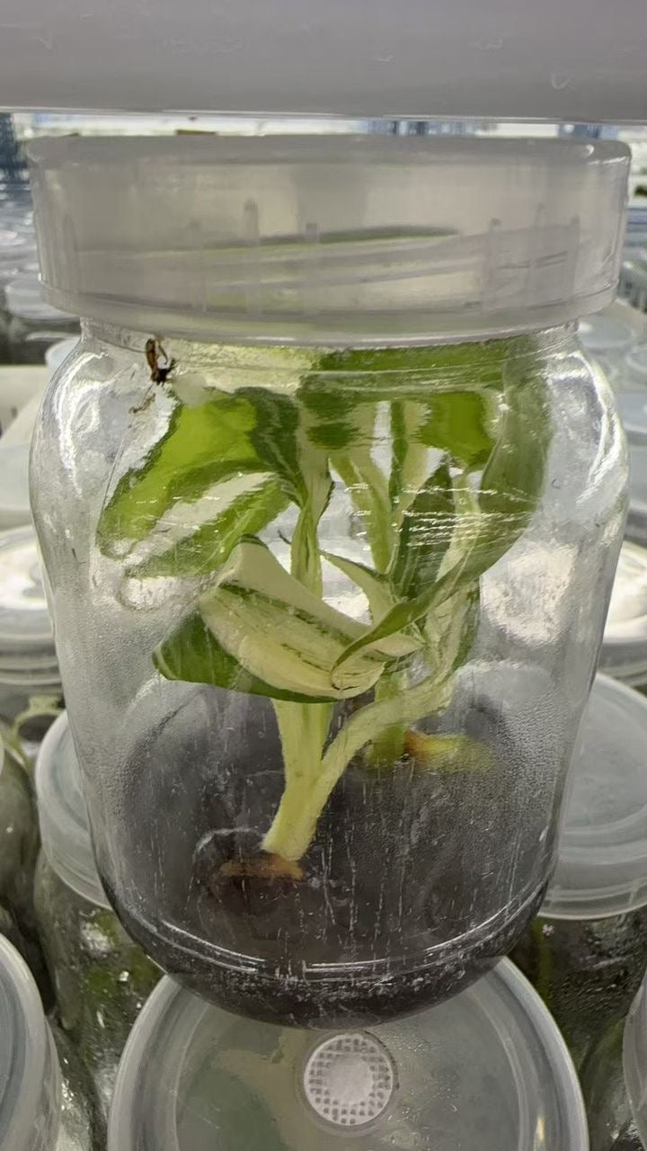 Musa Hawaii Var TC Précommande