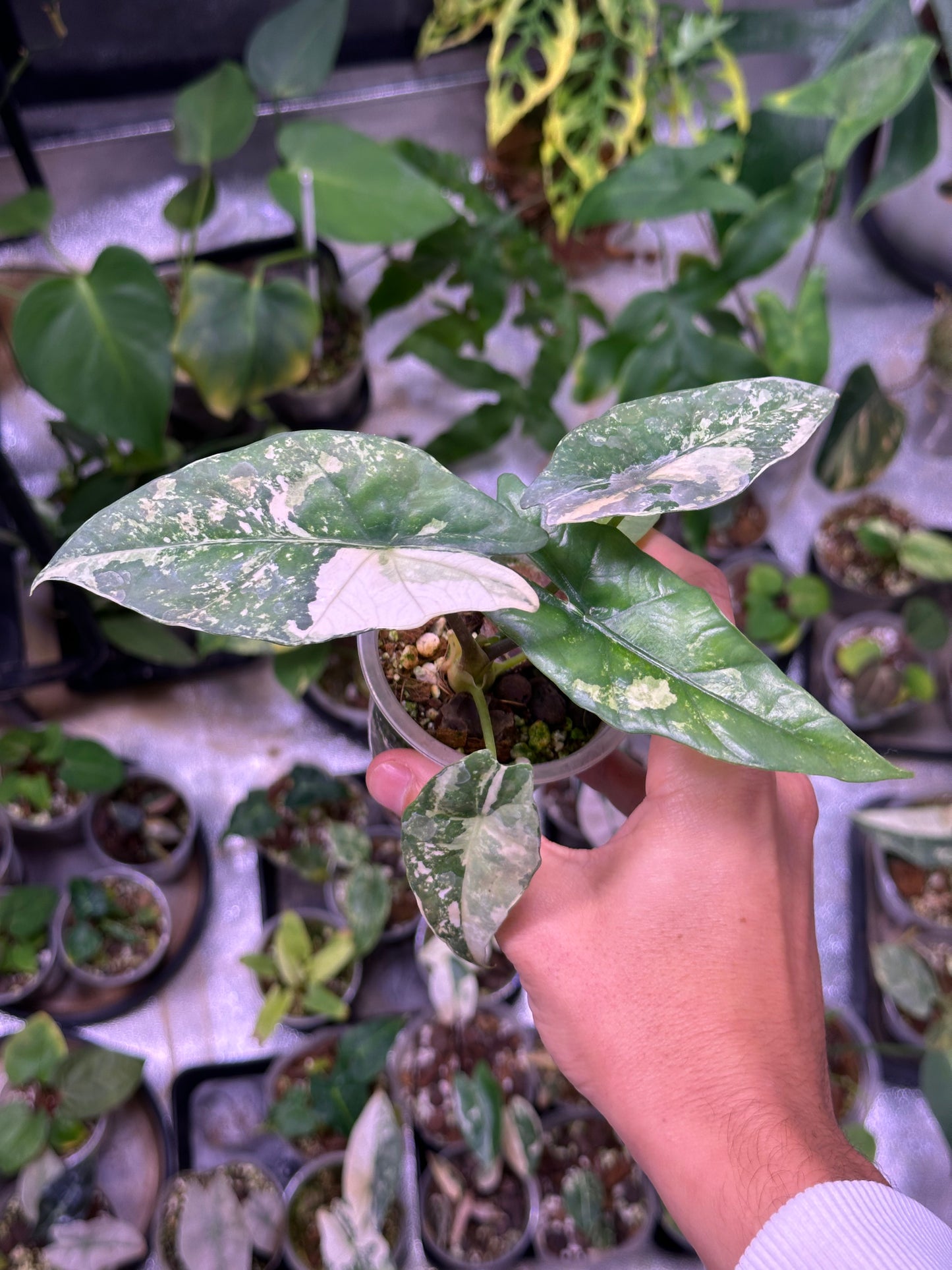 Alocasia Simpo Variegata