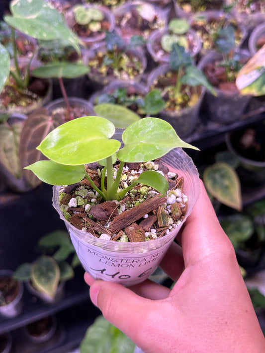 Monstera Néon Lemon Lime