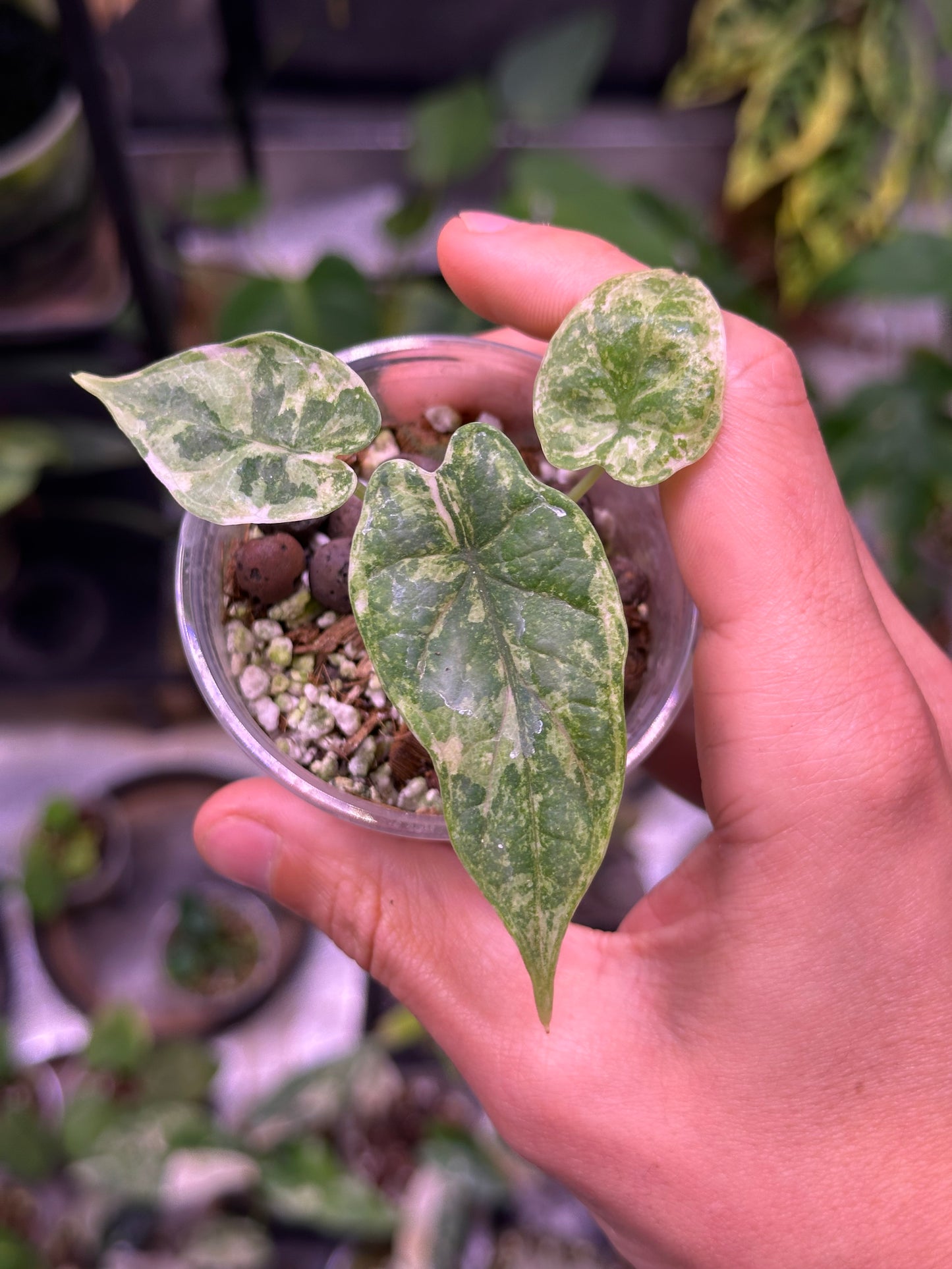 Alocasia dragon scale variegata