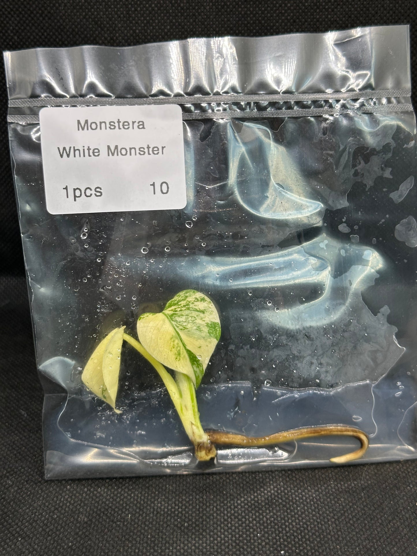 Monstera White Monster TC