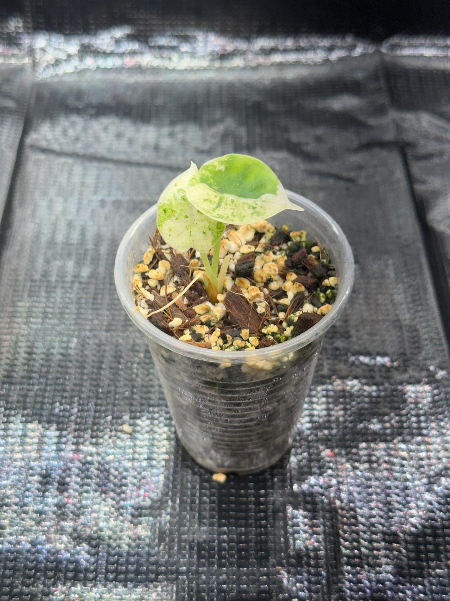 Alocasia Dragon Scale Mint Variegata