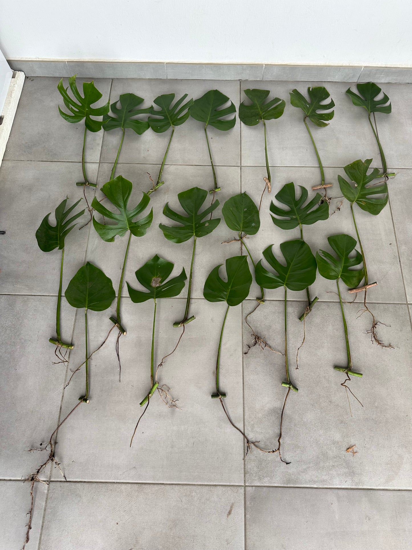 Monstera ssp Brazil 1 noeud