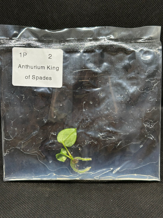 Anthurium King of Spades TC précommande