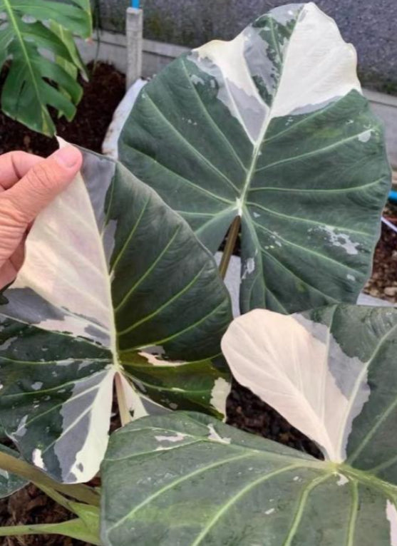 Alocasia Regal Shield Albo Var TC Précommande