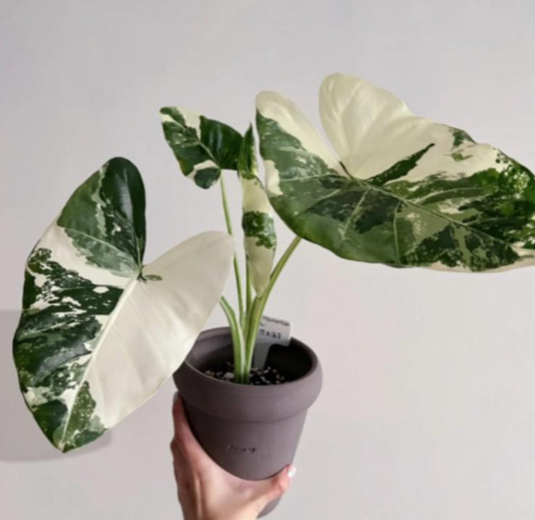 Alocasia Macrohizza Albo Var TC Précommande