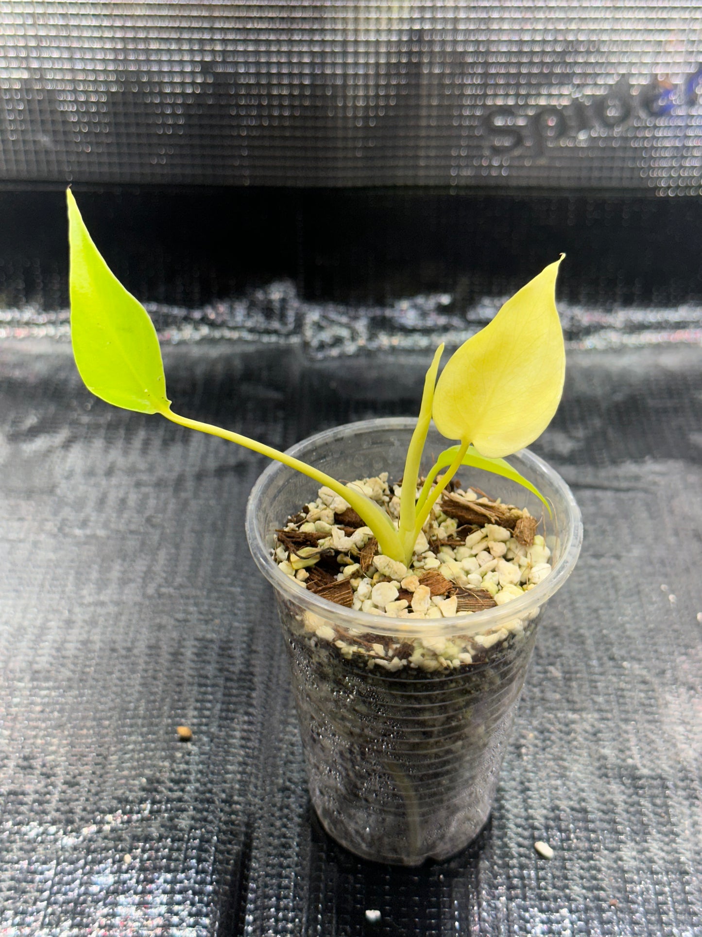 Monstera Néon Lemon Lime