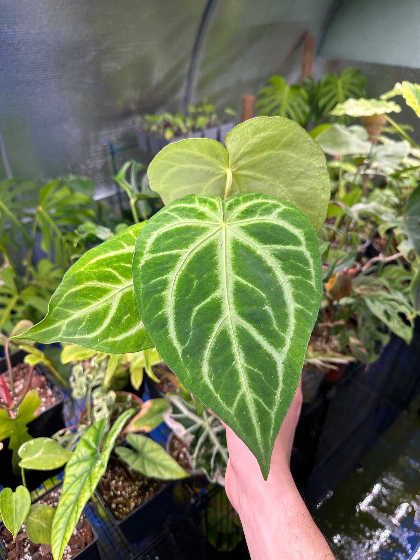 Anthurium Magnificum