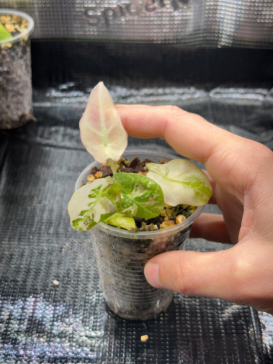 Alocasia Black Velvet Pink Var