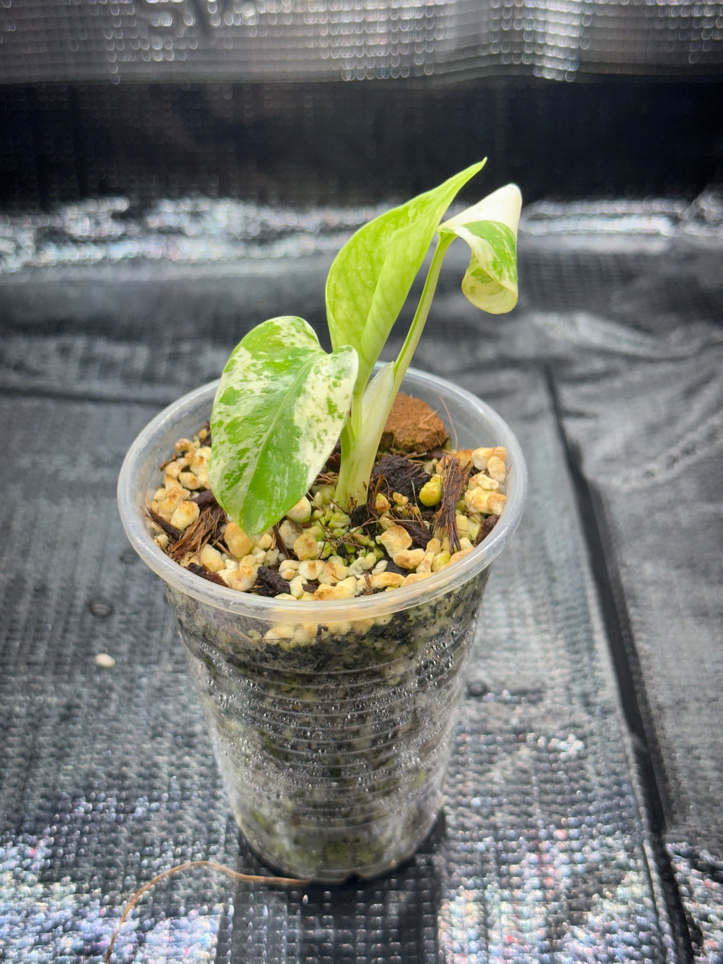 Monstera White monster