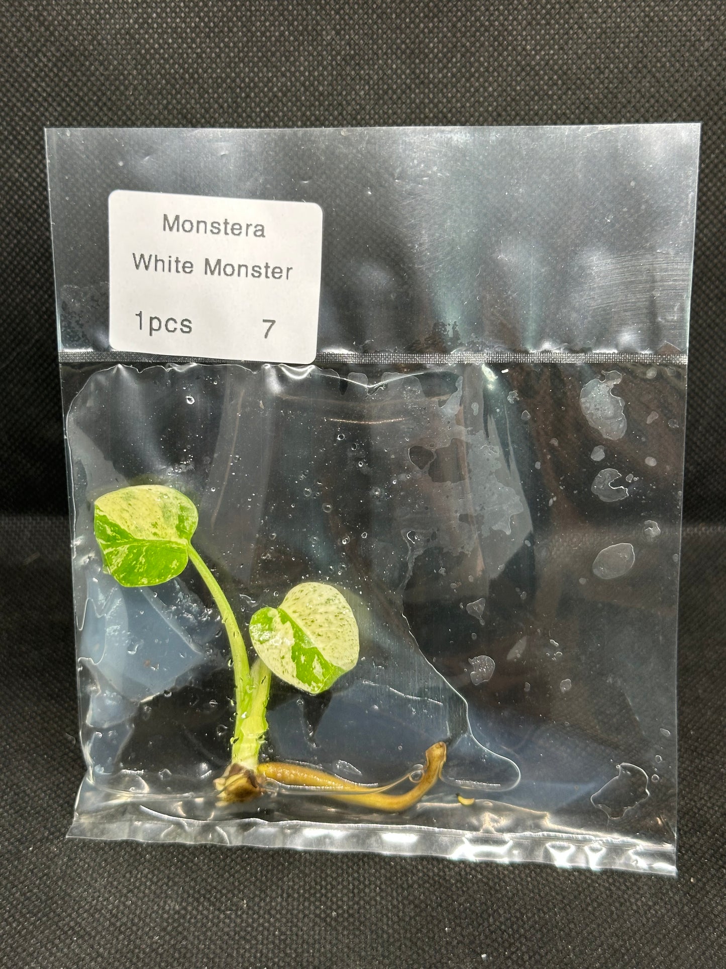 Monstera White Monster TC