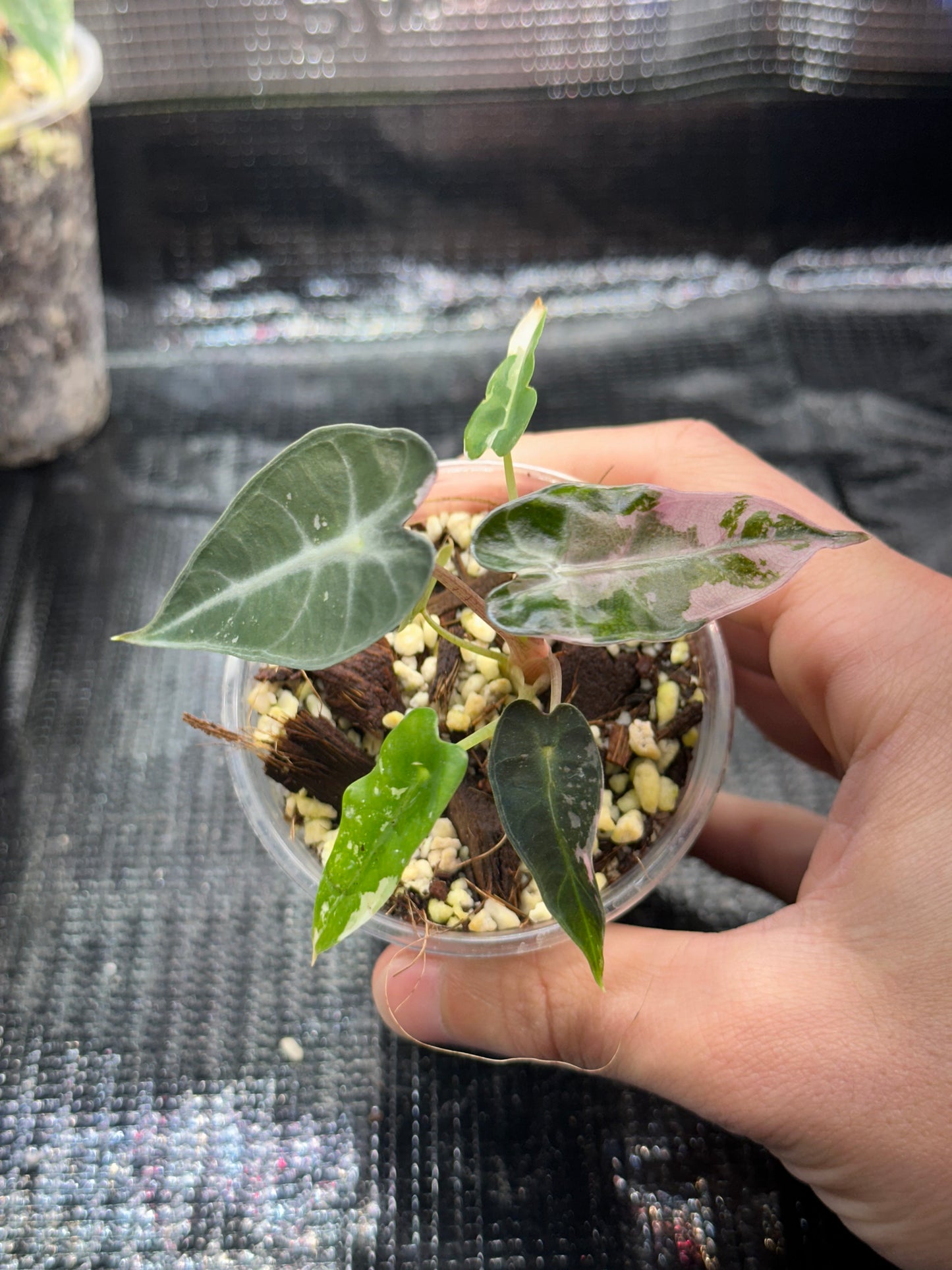 Alocasia bambino pink variegata