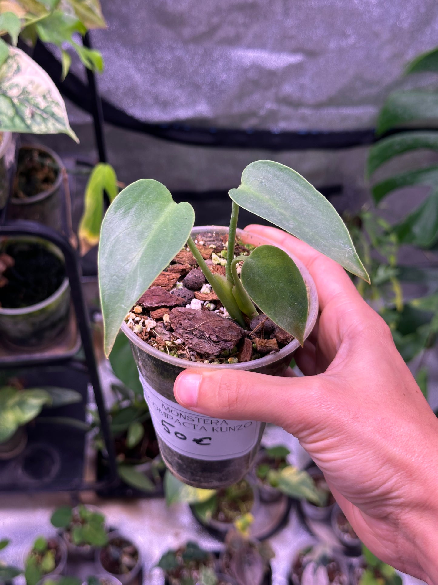 Monstera Deliciosa Compacta Kunzo