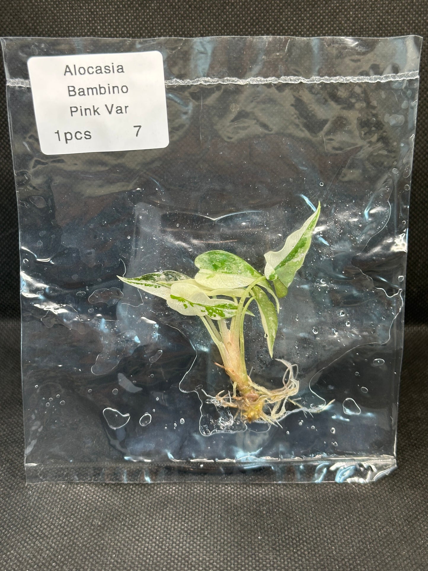 Alocasia Bambino Pink Variegata TC
