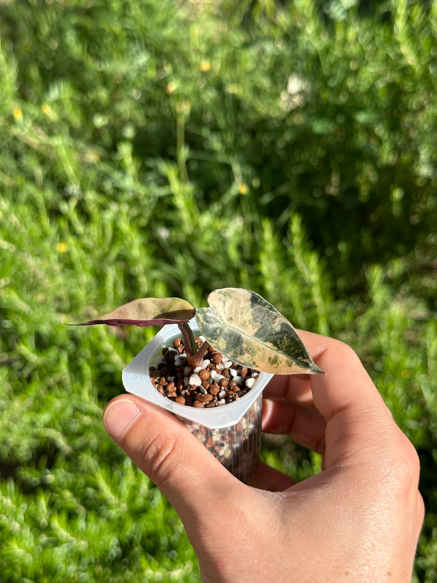 Alocasia Bambino Aurea Var TC Précommande