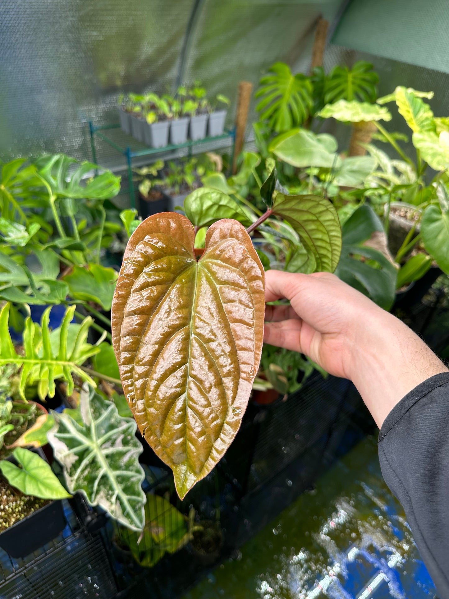 Anthurium Luxurians X Radicans