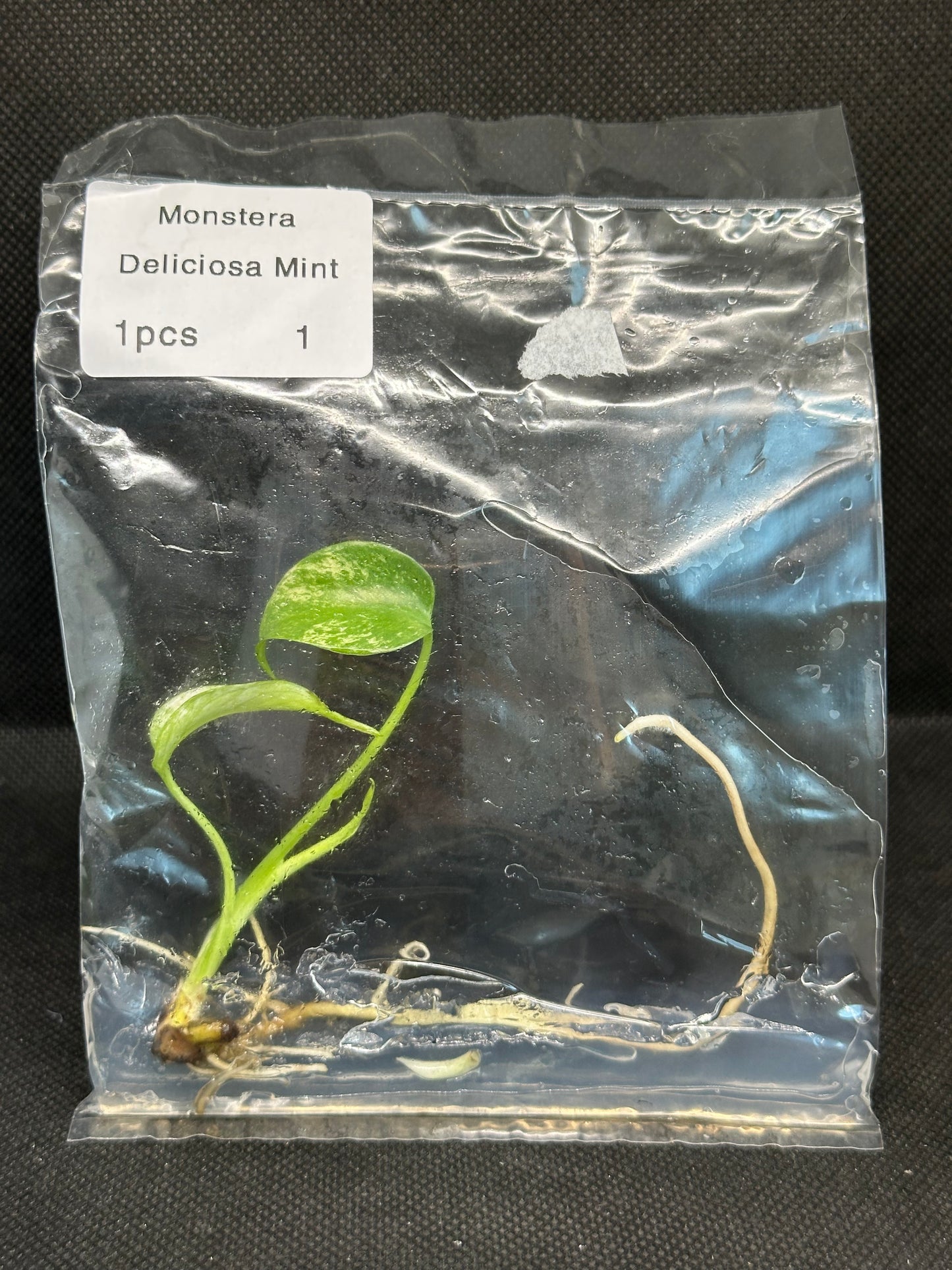 Monstera Mint TC