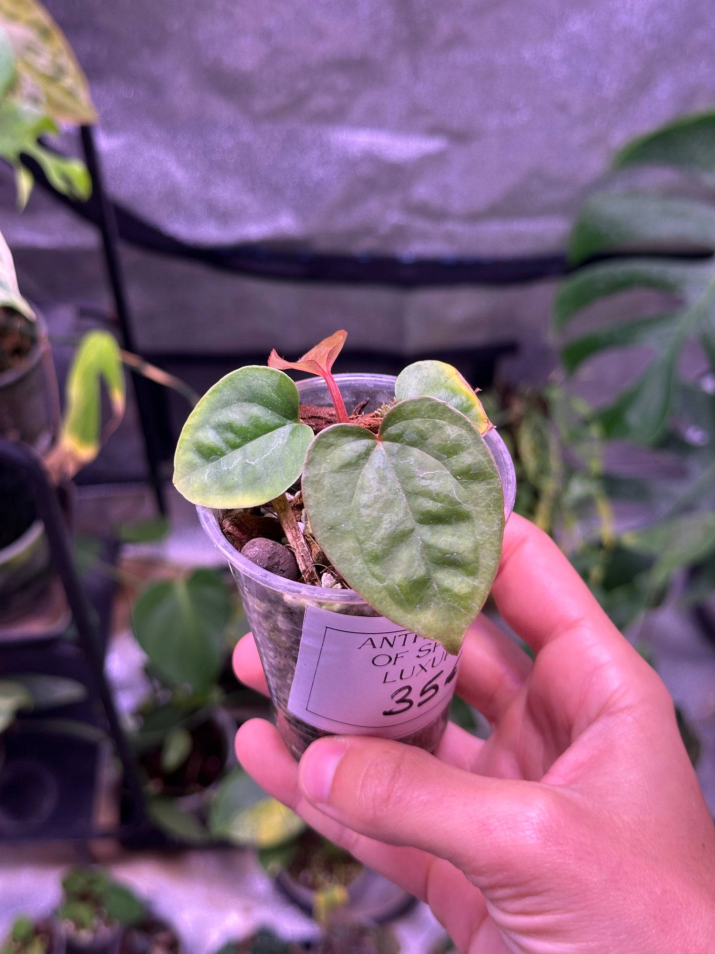 Anthurium ace of spades X luxurians