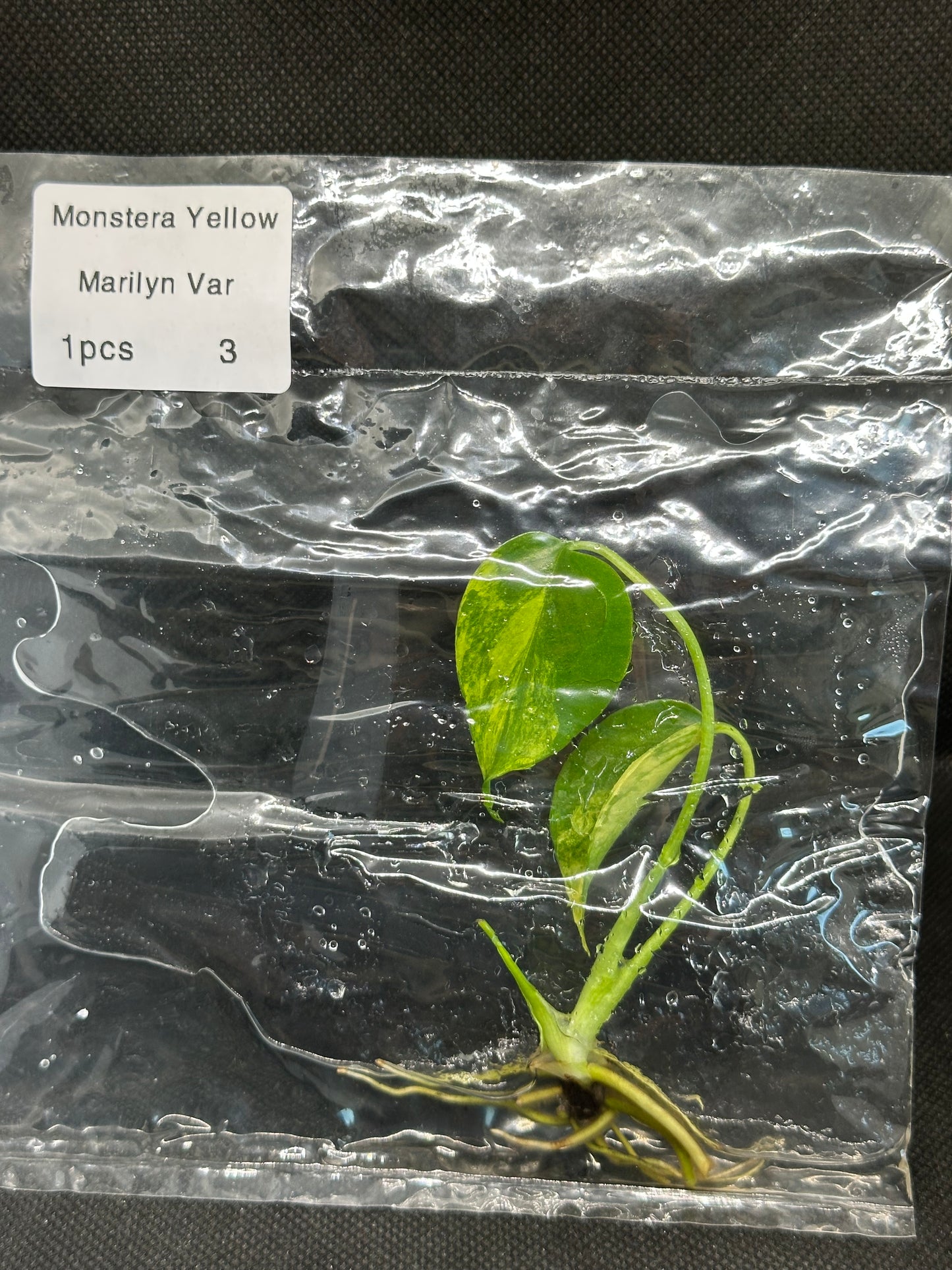 Monstera Yellow Marylin TC