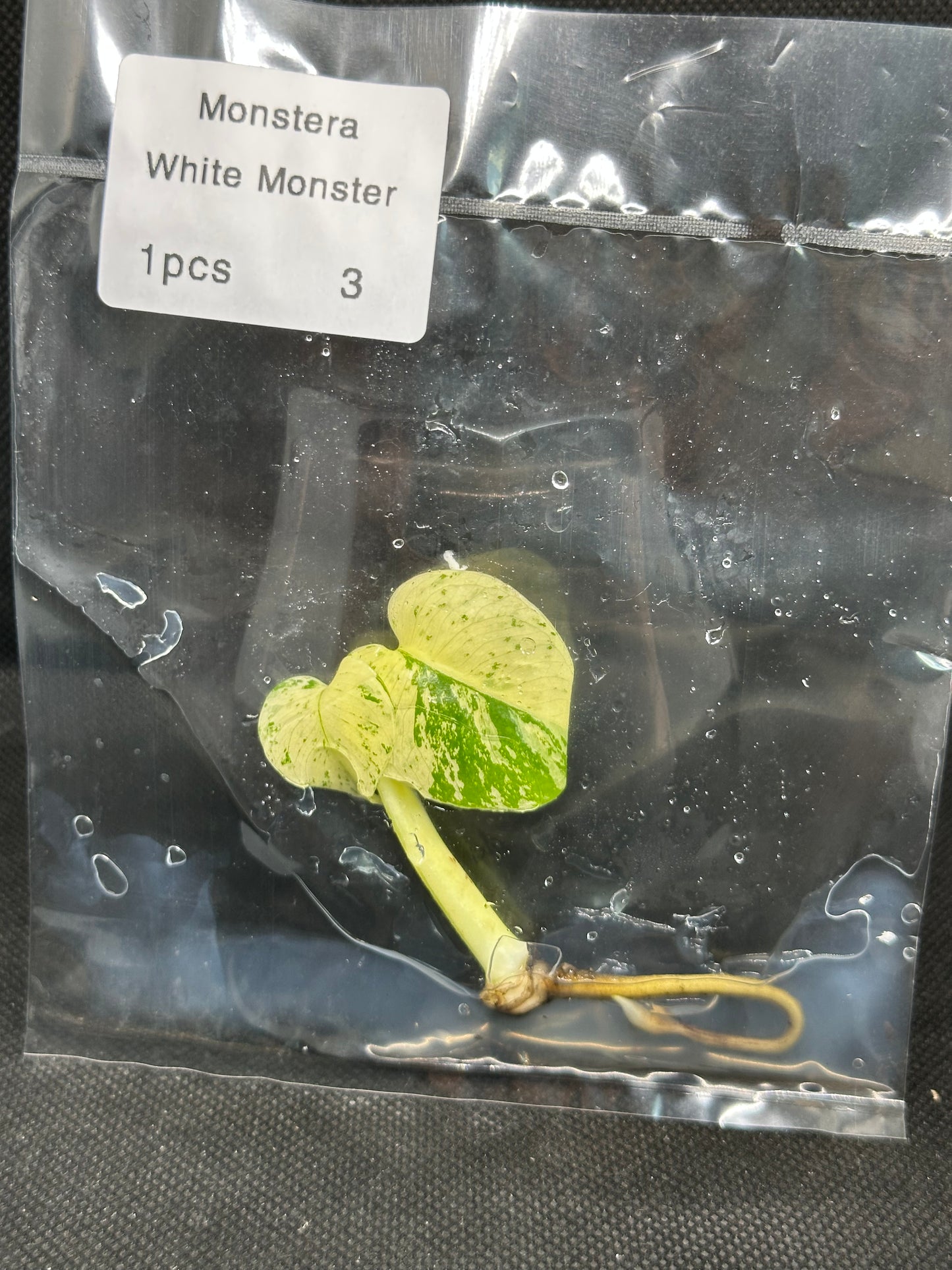 Monstera White Monster TC
