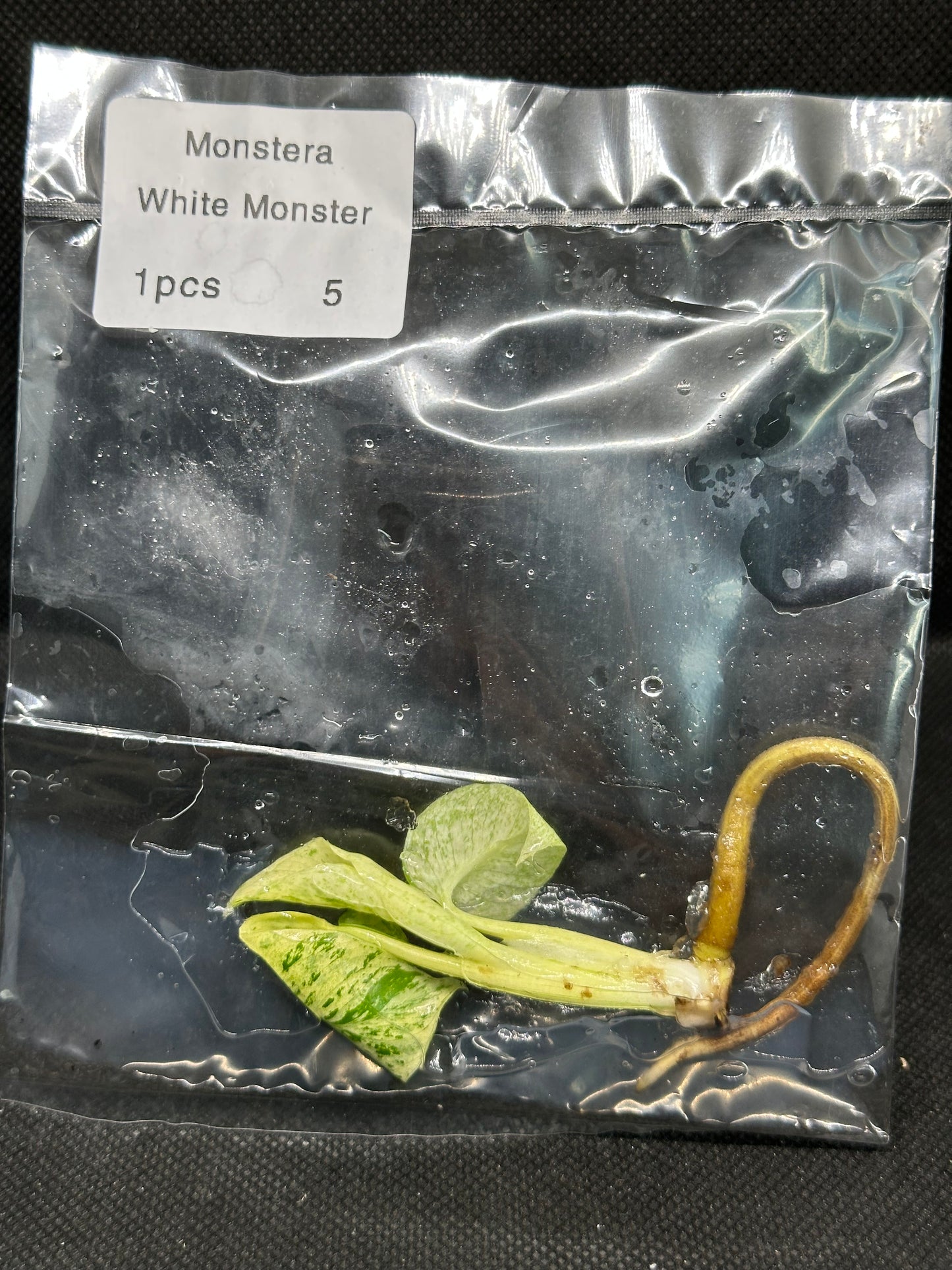 Monstera White Monster TC