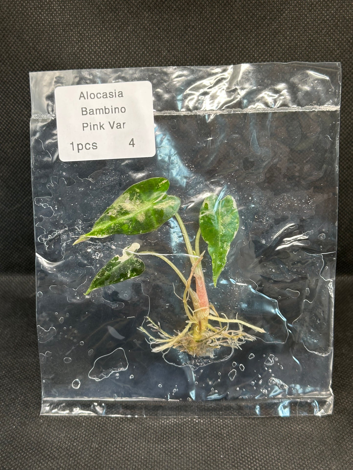 Alocasia Bambino Pink Variegata TC