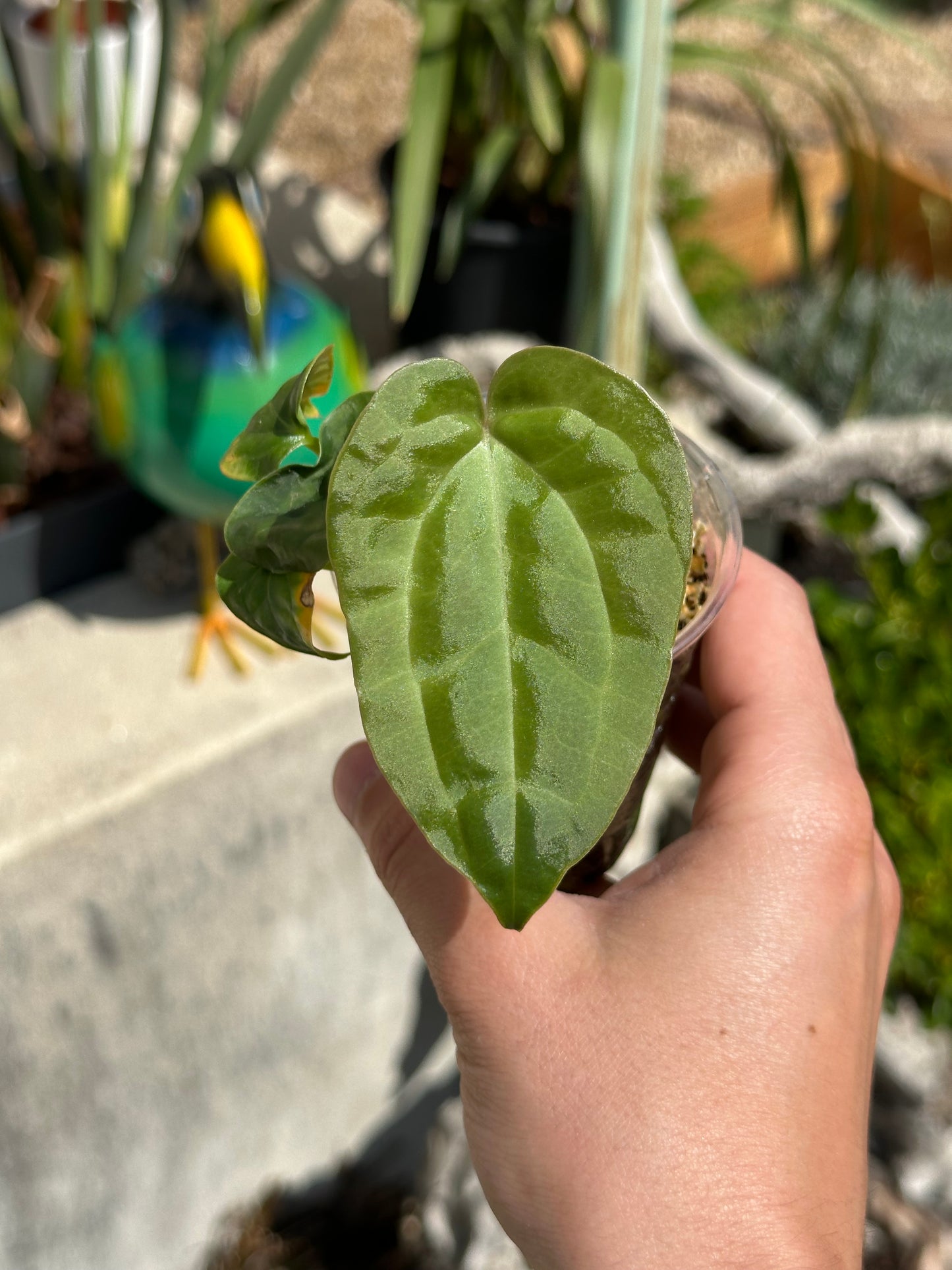 Anthurium Forgetii X Luxurians
