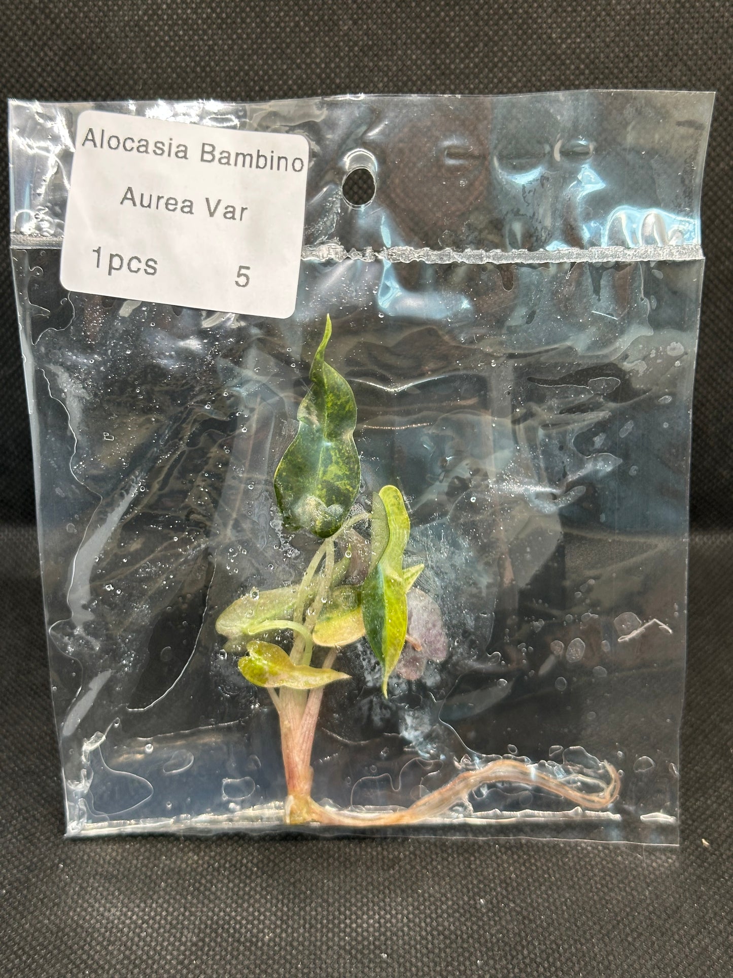Alocasia Bambino Aurea Variegata TC