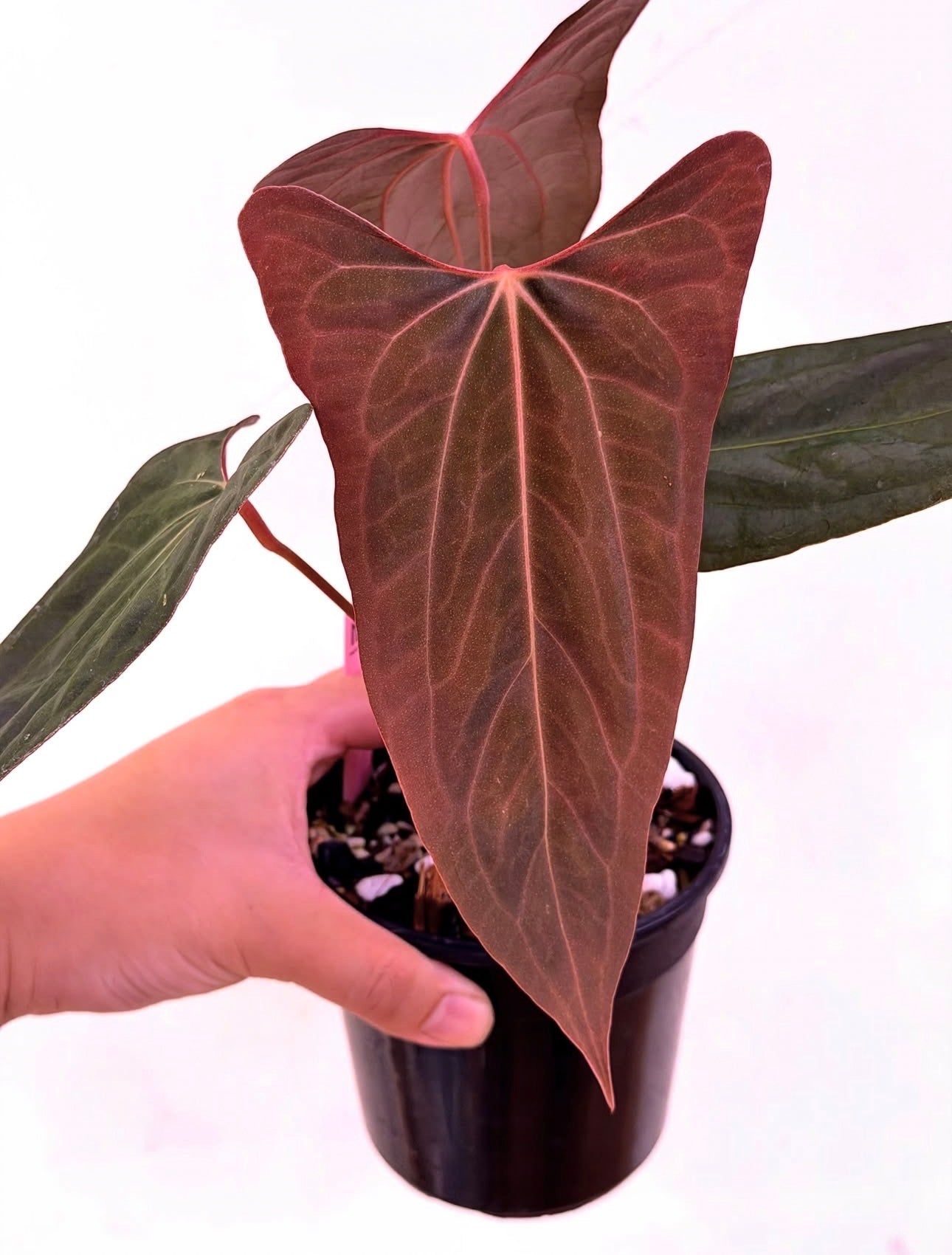 Anthurium Golden Eagle ( xOne x Portillea select) × RL s1 JV